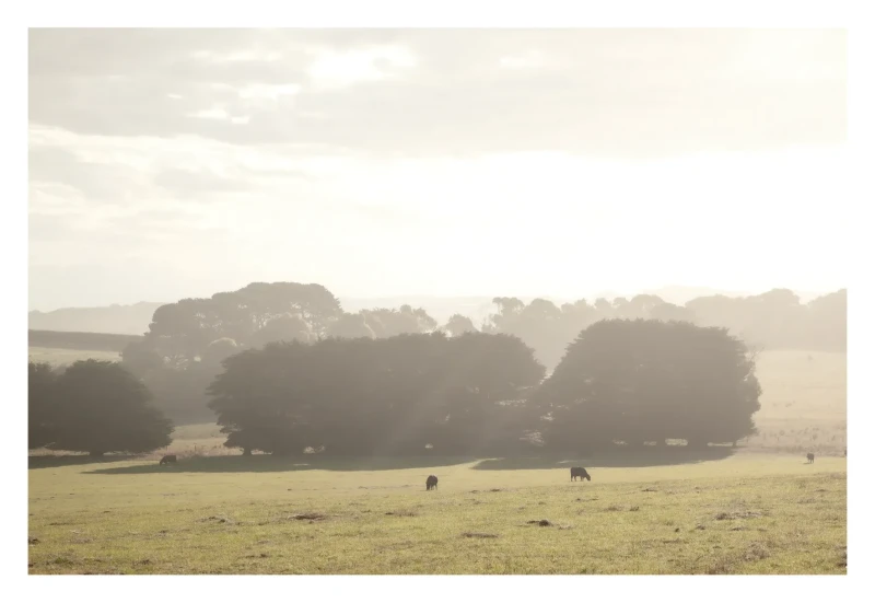 Flinders Evening Mist