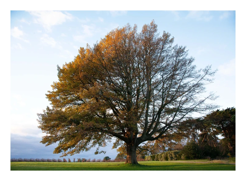 Oak Tree Arthurs Seat