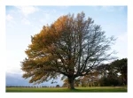 Oak Tree Arthurs Seat