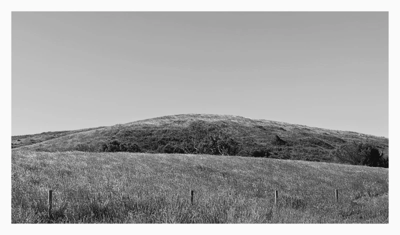 Flinders Grasses - Black & White