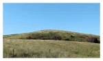 Flinders Grasses - Colour