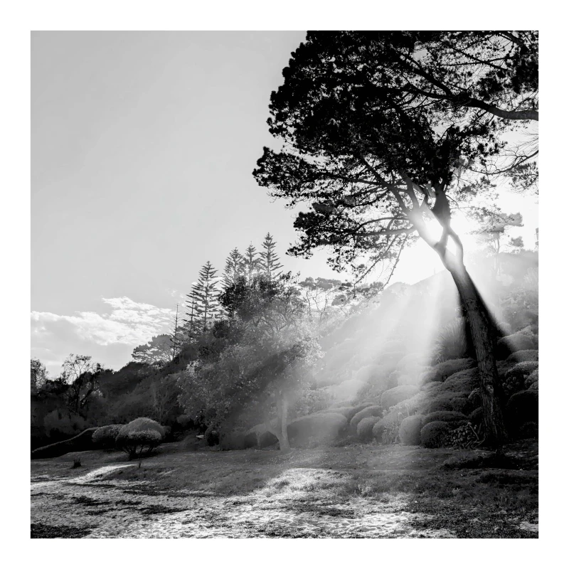 Flinders Beach Trees